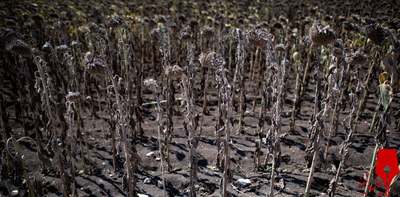 گل آفتابگردان خشک در یک مزرعه. پیش بینی می شود درجه حرارت کشور در هفته آینده به 41 درجه سانتیگراد (106F) برسد
/عزتس ، بلغارستان