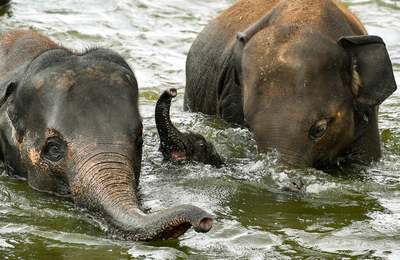 حمام کردن فیل جوان در باغ وحش/ بلژیک