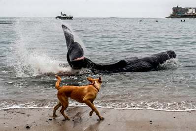 تماشای یک سگ به یک وال ۵ متری در ساحل سن دیگو/ لیما، پرو

