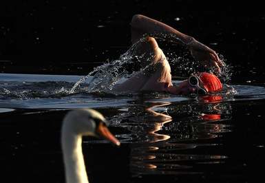 یک شناگر از یک سوی سرپنتین, هاید پارک می‌گذرد/ لندن, بریتانیا