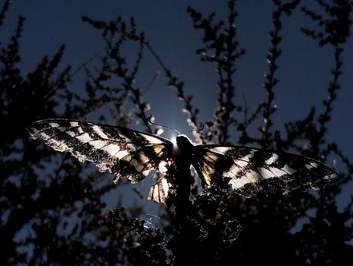 یک پروانه روی درختی فرود می‌آید/لس‌آنجلس, آمریکا