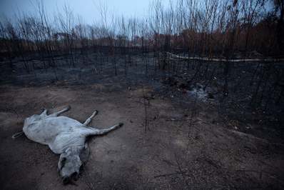 جسد یک گاو در کنار بقایای سوخته یک جنگل در ایالت راندونیا در منطقه آمازون در شمال برزیل/ ایالت روندنیا ، برزیل