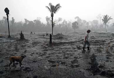 کشاورزی در حال قدم زدن در منطقه ای سوخته از جنگلهای بارانی آمازون/ پورتو، برزیل