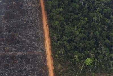 یک جنگل انبوه در کنار یک دسته از درختان سوخته در اثر آتش سوزی قرار گرفته‌/ ویلا نوا ساموئل ، برزیل