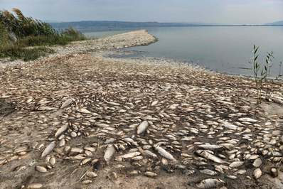 هزاران ماهی آب شیرین در اطراف دریاچه کورونیا مرده اند. به گفته مسئولان ، میزان بالای مرگ و میر تا حد زیادی نتیجه خشکسالی و عدم حفظ کارهایی است که به تأمین آب دریاچه کمک می کند./ تسالونیکی ، یونان