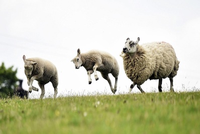 گوسفندان در مزرعه ای در انگلستان