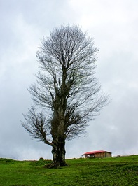 درخت کهنسال 
